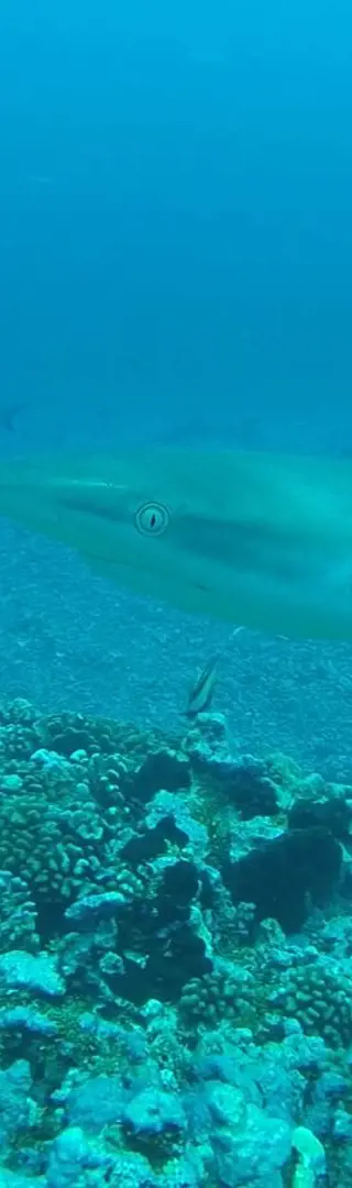 Fakarava - Wall of sharks